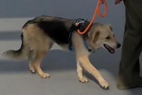 Vermisstmeldung Hund rassenmischung  Weiblich , 1 jahre Orly Frankreich