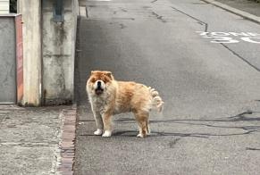 Fundmeldung Hund  Unbekannt Prangins Schweiz