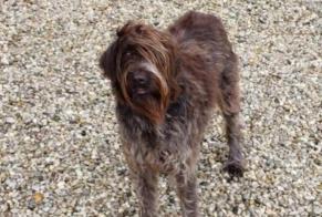 Vermisstmeldung Hund  Weiblich , 9 jahre Brech Frankreich