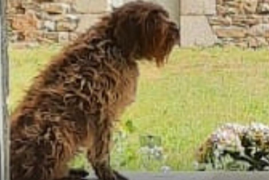 Vermisstmeldung Hund  Weiblich , 9 jahre Brech Frankreich