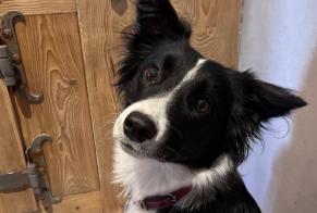 Vermisstmeldung Hund  Weiblich , 3 jahre Marboz Frankreich