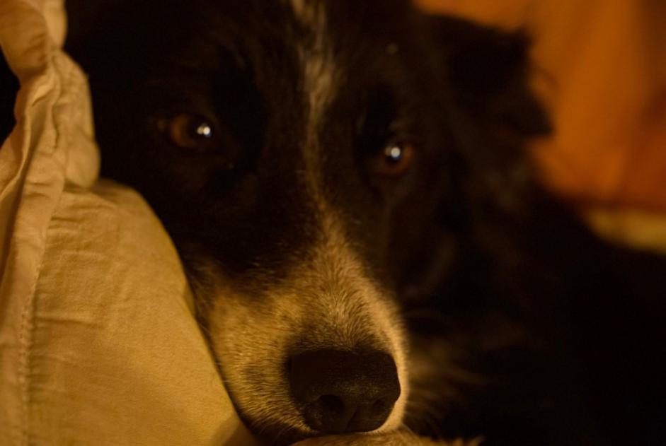 Vermisstmeldung Hund  Weiblich , 3 jahre Marboz Frankreich