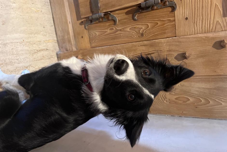 Vermisstmeldung Hund  Weiblich , 3 jahre Marboz Frankreich