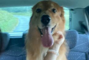 Fundmeldung Hund rassenmischung  Männliche Villefranche-du-Périgord Frankreich
