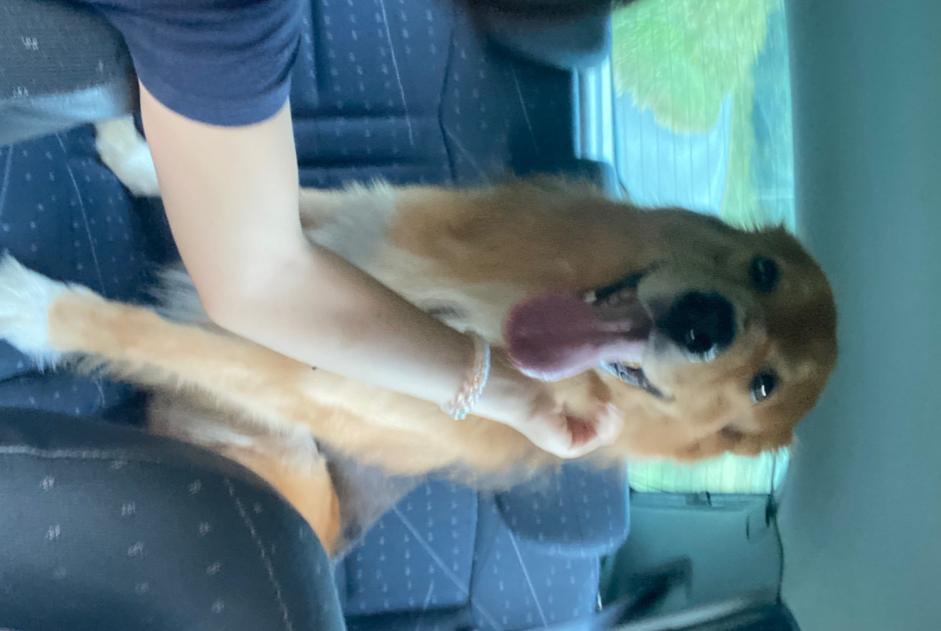 Fundmeldung Hund rassenmischung  Männliche Villefranche-du-Périgord Frankreich