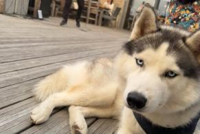 Vermisstmeldung Hund  Männliche , 1 jahre Bagnères-de-Luchon Frankreich