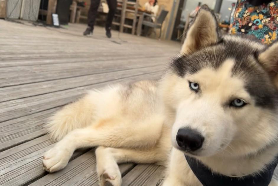 Vermisstmeldung Hund  Männliche , 1 jahre Bagnères-de-Luchon Frankreich