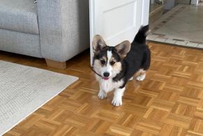 Discovery alert Dog  Male Plan-les-Ouates Switzerland