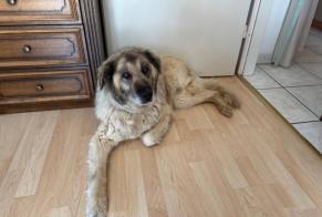 Alerta de Hallazgo Perro cruce  Desconocido Sainte-Croix Suiza