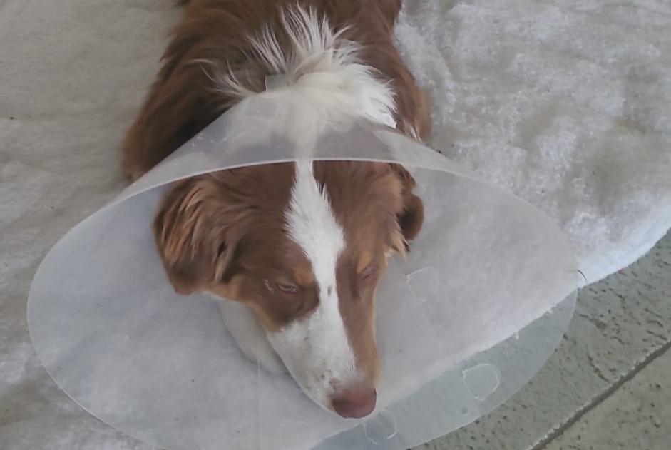 Alerte Disparition Chien  Mâle , 3 ans Sion Suisse