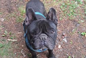 Alerte Découverte Chien  Mâle Ayent Suisse