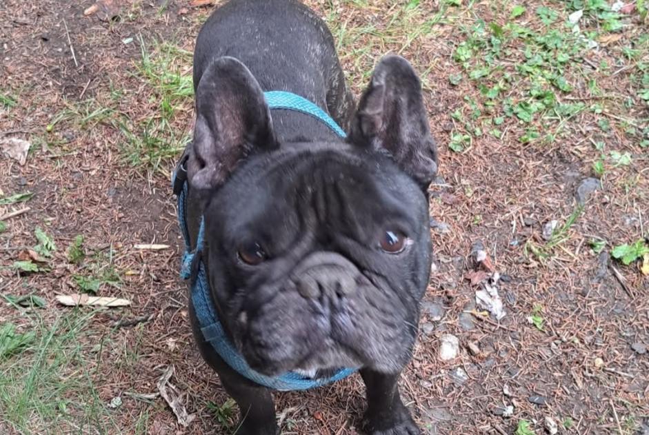 Alerte Découverte Chien  Mâle Ayent Suisse
