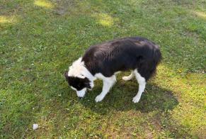 Alerte Découverte Chien  Femelle Ormont-Dessus Suisse