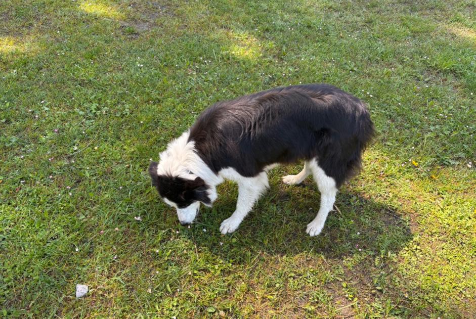 Alerte Découverte Chien  Femelle Ormont-Dessus Suisse