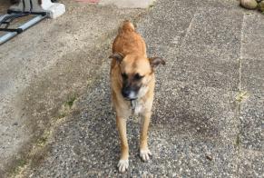 Alerte Disparition Chien Femelle , 3 ans Ballaigues Suisse