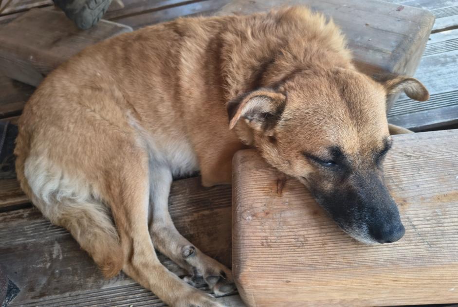 Alerte Disparition Chien Femelle , 3 ans Ballaigues Suisse