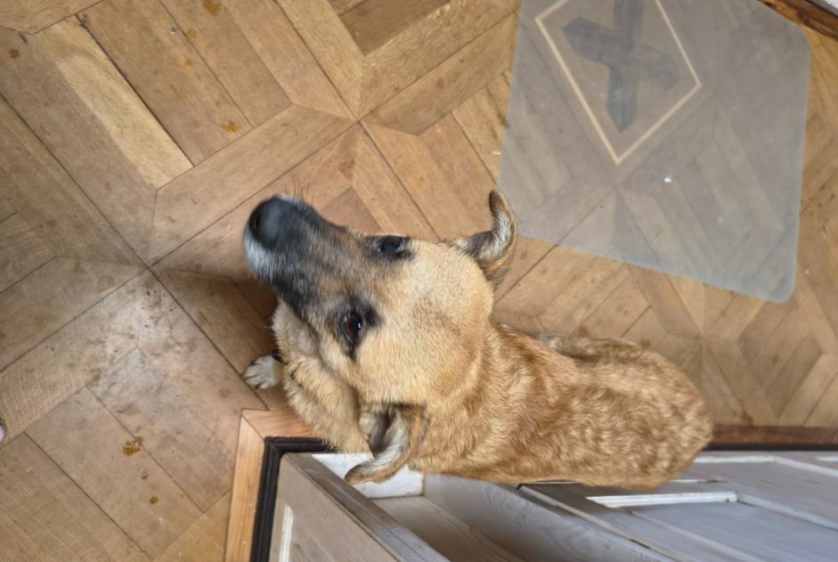 Alerte Disparition Chien Femelle , 3 ans Ballaigues Suisse