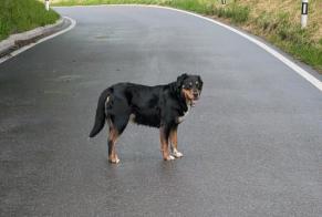 Alerte Découverte Chien  Inconnu Savigny Suisse