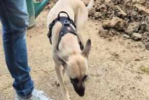 Alerte Découverte Chien Femelle Fribourg Suisse