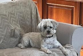 Alerte Disparition Chien  Mâle , 14 ans Saint-Jean France