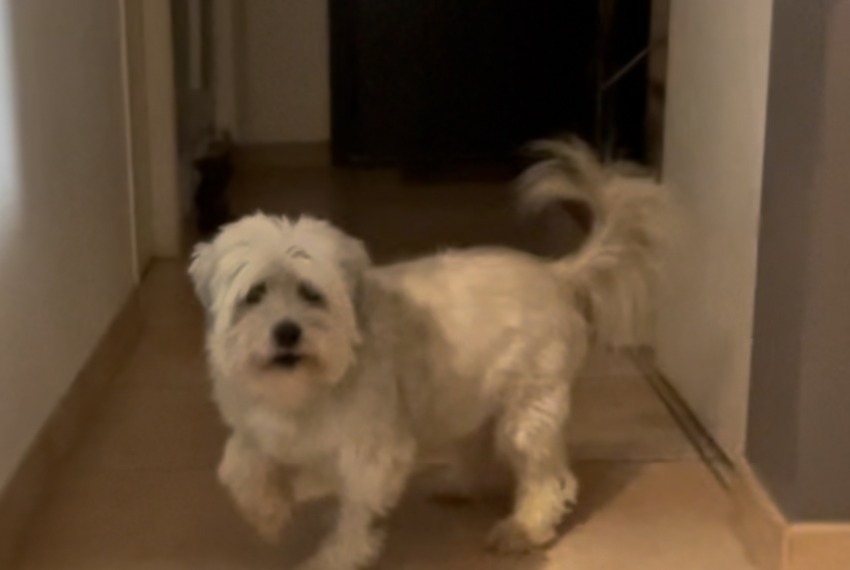 Alerte Disparition Chien  Mâle , 14 ans Saint-Jean France