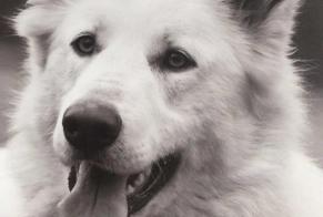 Alerte Disparition Chien  Femelle , 10 ans Jons France