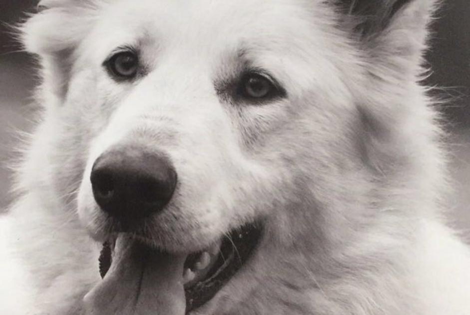 Alerte Disparition Chien  Femelle , 10 ans Jons France