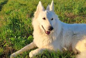 Alerte Disparition Chien  Femelle , 7 ans Pérols France