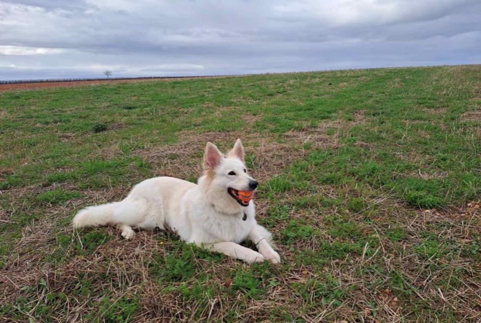 Alerte Disparition Chien  Femelle , 7 ans Pérols France