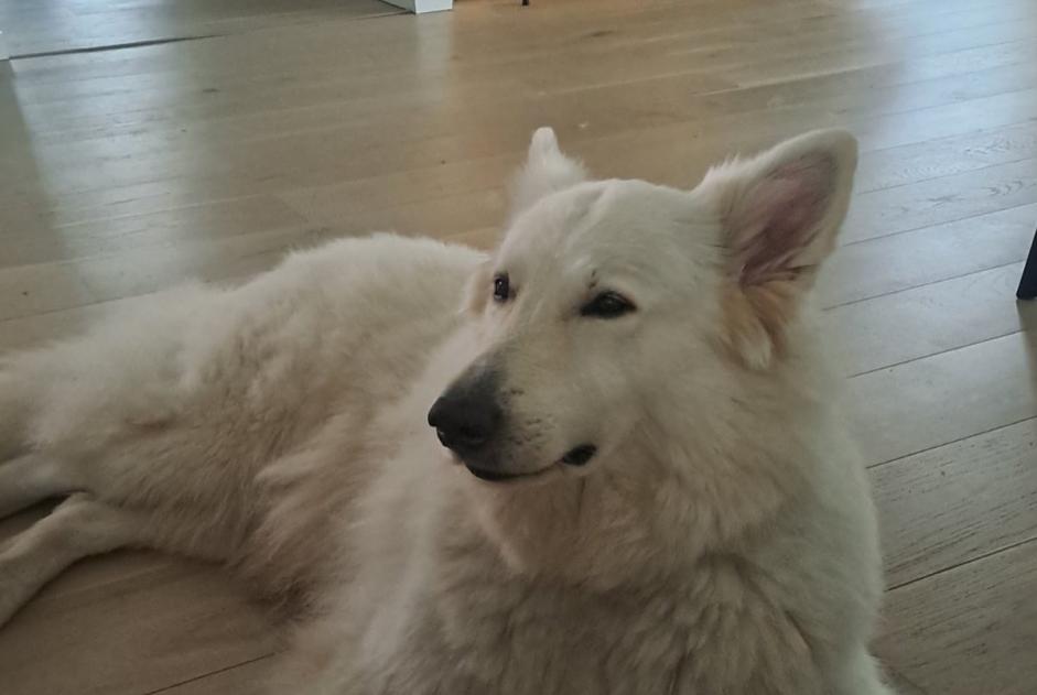 Alerte Disparition Chien  Femelle , 7 ans Pérols France