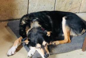 Alerte Disparition Chien croisement  Mâle , 15 ans Locronan France