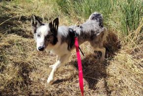 Alerte Découverte Chien  Mâle Gigondas France