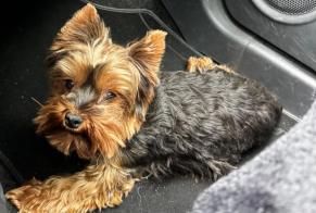 Alerte Découverte Chien  Femelle L'Isle-Adam France