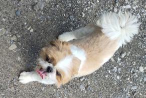 Alerte Découverte Chien Inconnu Marignier France