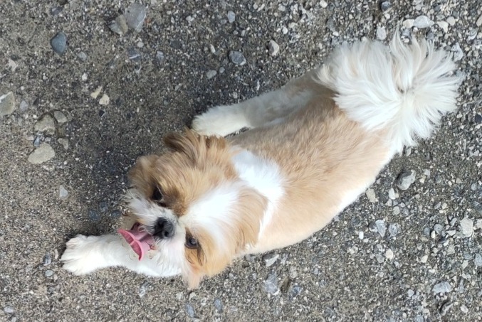 Alerte Découverte Chien Inconnu Marignier France