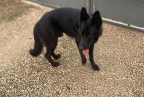 Alerte Découverte Chien Mâle Saint-Didier-sur-Chalaronne France
