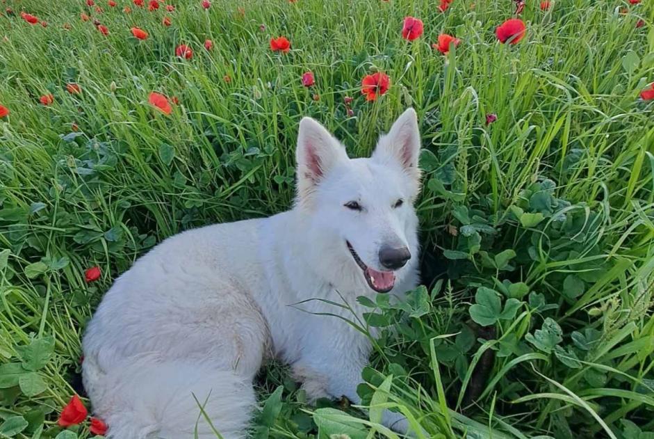 Avviso scomparsa Cane  Femmina , 7 anni Pérols Francia