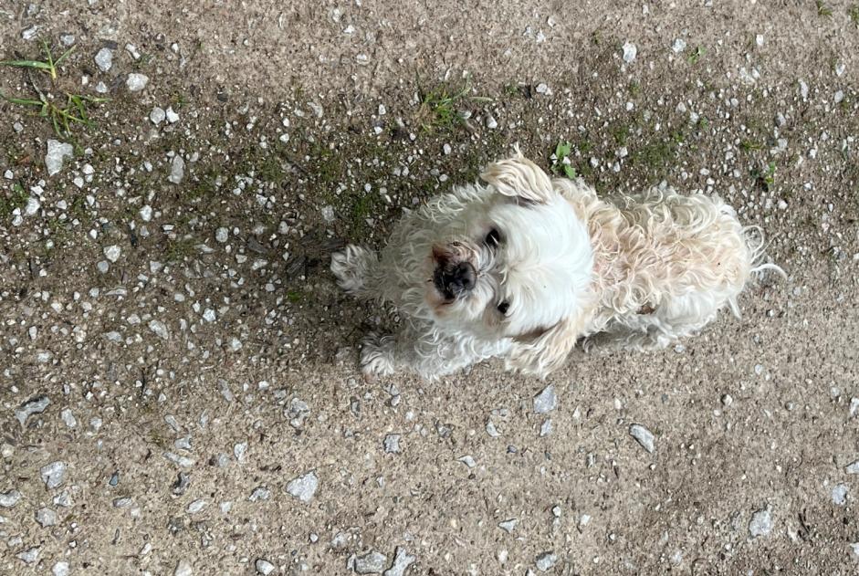 Avviso Ritrovamento Cane Non conosciuta Munster Francia