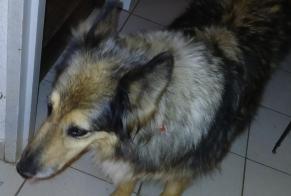 Avviso scomparsa Cane incrocio di razze  Femmina , 16 anni Lausanne Svizzera