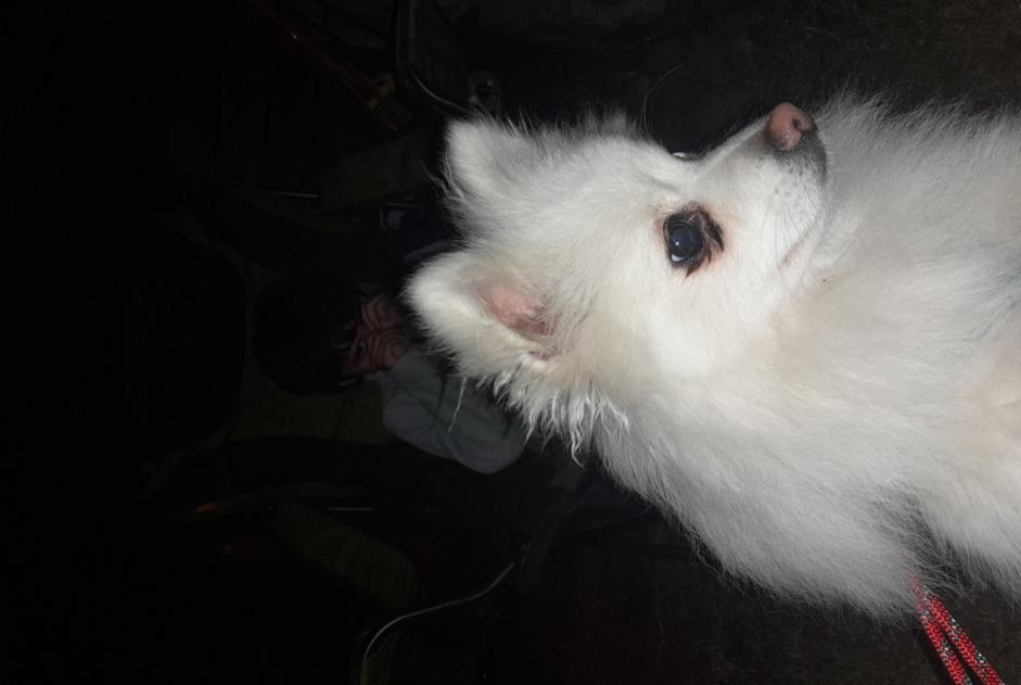 Avviso Ritrovamento Cane Non conosciuta Nyon Svizzera
