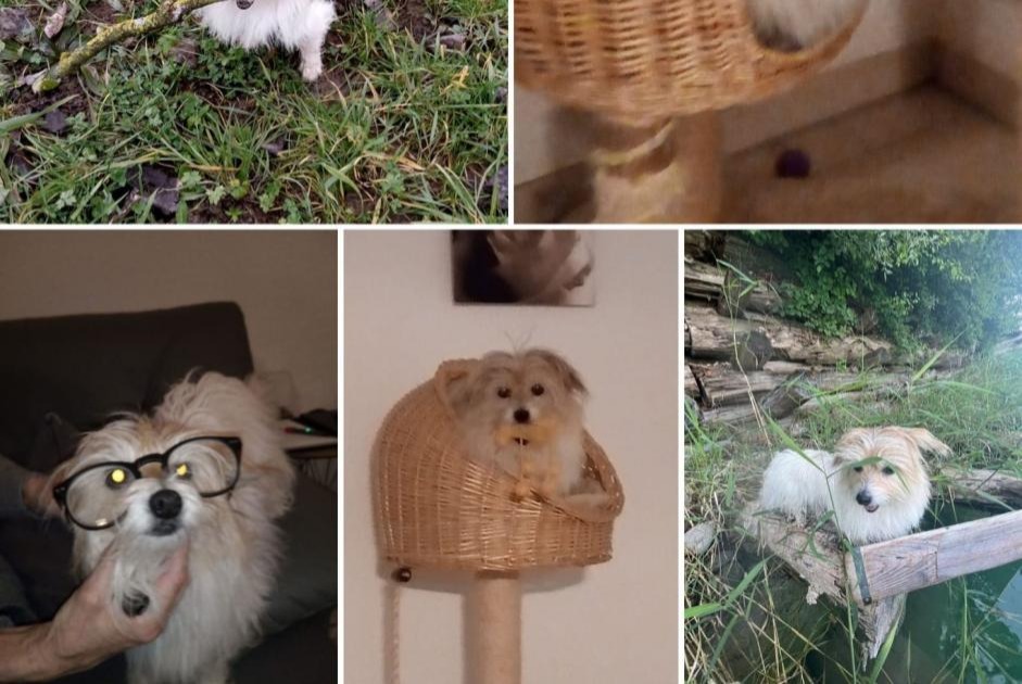 Avviso scomparsa Cane incrocio di razze  Femmina , 13 anni Misery-Courtion Svizzera