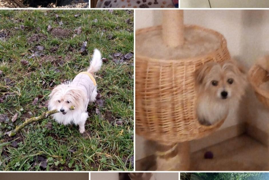 Avviso scomparsa Cane incrocio di razze  Femmina , 13 anni Misery-Courtion Svizzera