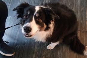 Avviso scomparsa Cane  Femmina , 9 anni Bramois Svizzera