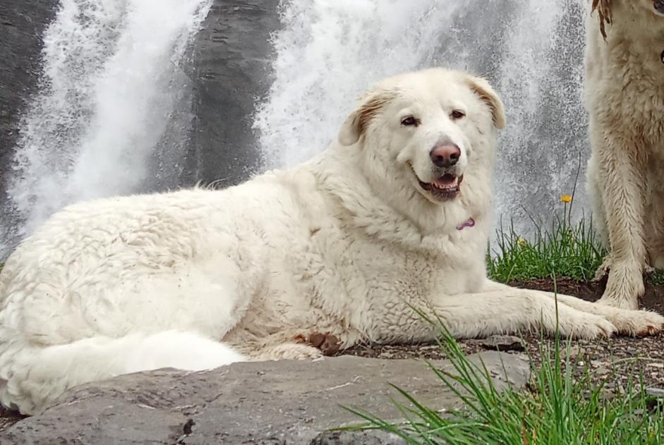 Verdwijningsalarm Hond  Vrouwtje , 6 jaar Ayent Zwitserland
