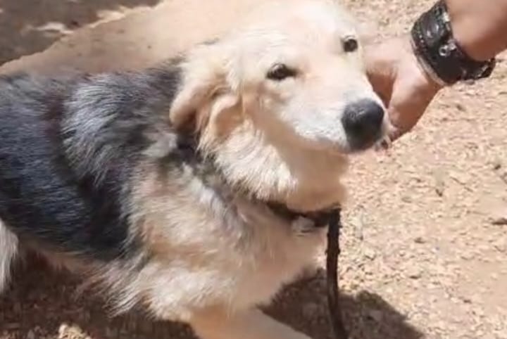 Verdwijningsalarm Hond rassenvermenging  Vrouwtje , 1 jaar Orly Frankrijk