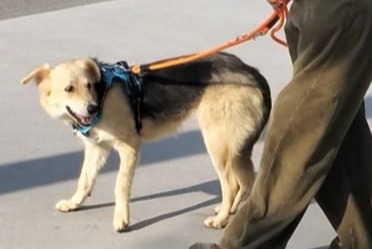 Verdwijningsalarm Hond rassenvermenging  Vrouwtje , 1 jaar Orly Frankrijk