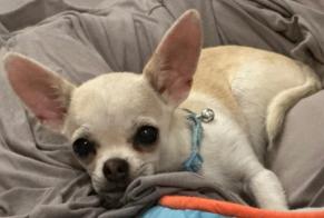 Verdwijningsalarm Hond  Mannetje , 2 jaar Mars Frankrijk