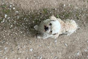 Alerta descoberta Cão Desconhecido Munster France