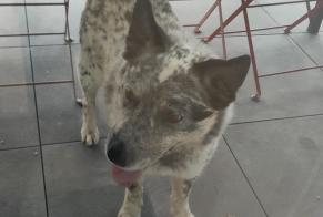 Alerta descoberta Cão Fêmea La Brillaz Switzerland