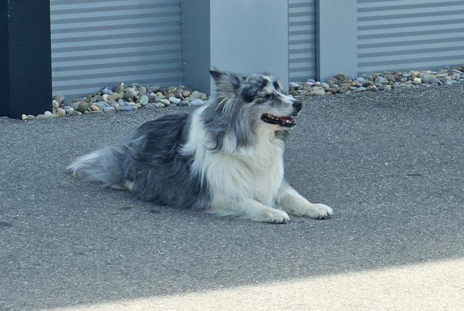 Alerta descoberta Cão Desconhecido Anet Switzerland